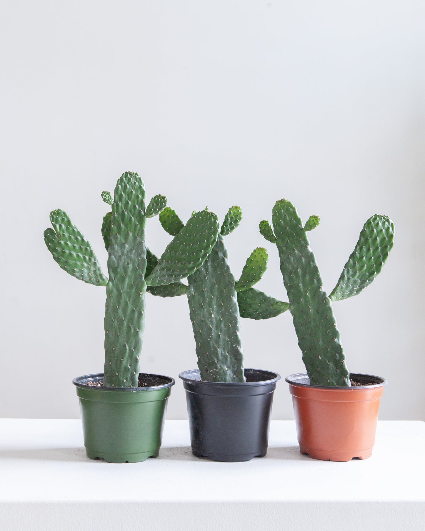 Caribbean Cartoon Tree Cactus: Opuntia consolea falcata - 6 inch pot