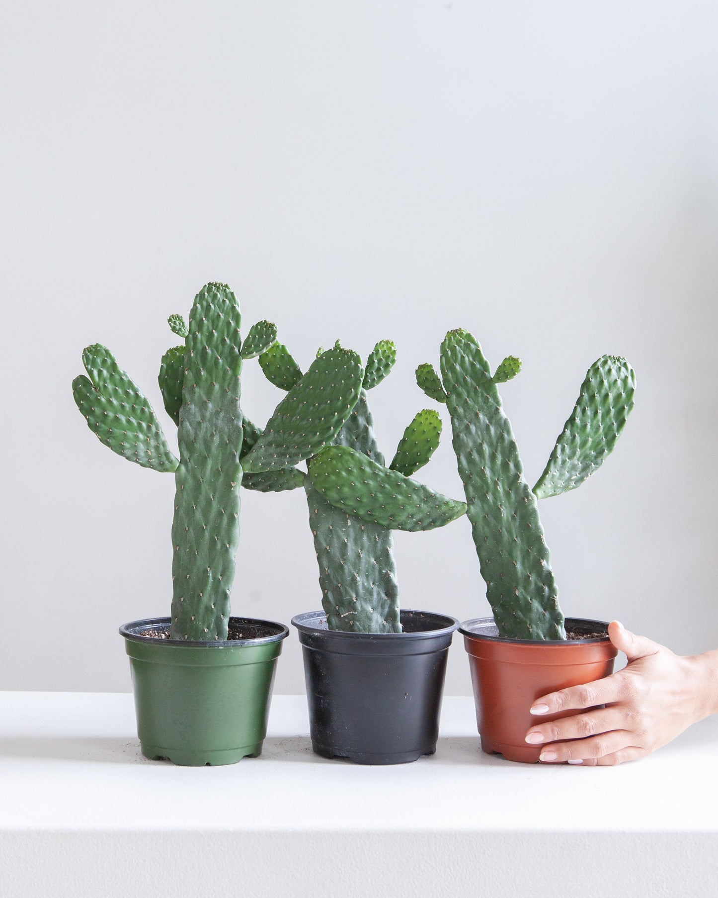 Caribbean Cartoon Tree Cactus: Opuntia consolea falcata - 6 inch pot