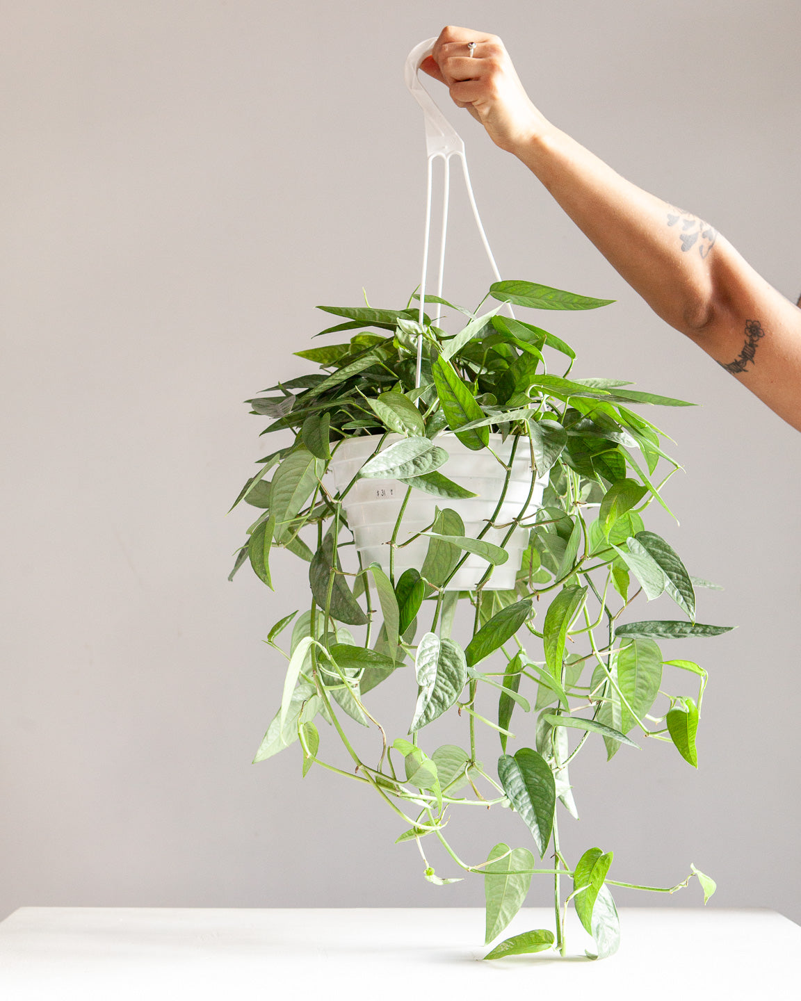 Cebu Blue Pothos: Epipremnum pinnatum - 8 inch hanging basket — plant in pot — indoor plant for sale by Promise Supply for delivery and pickup in Toronto.