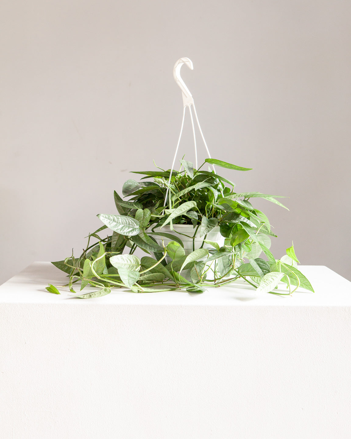 Cebu Blue Pothos: Epipremnum pinnatum - 8 inch hanging basket — plant in pot — indoor plant for sale by Promise Supply for delivery and pickup in Toronto.