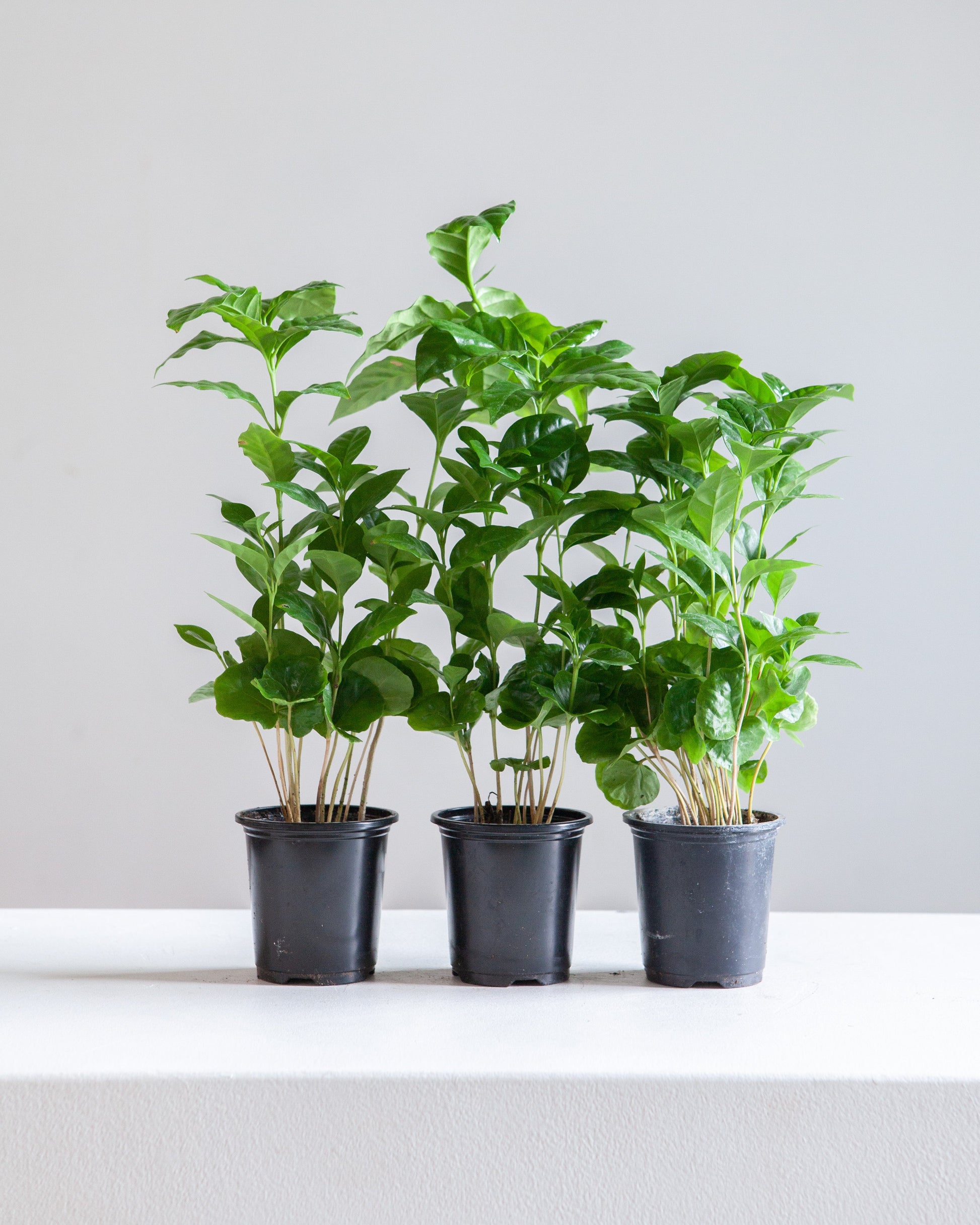 Coffee Plant: Coffee arabica - 4 inch pot — indoor plant — indoor plant for sale by Promise Supply for delivery and pickup in Toronto.