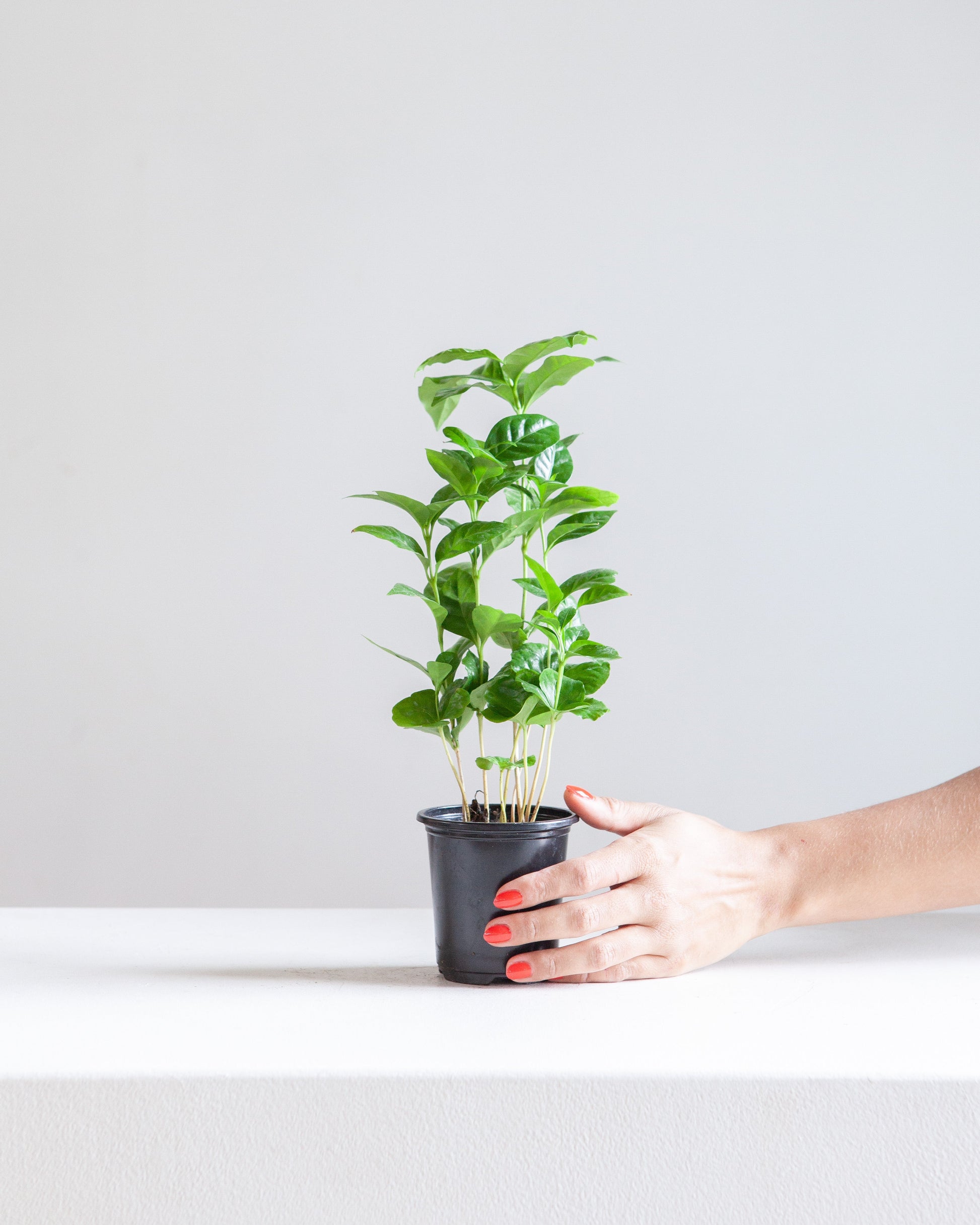 Coffee Plant: Coffee arabica - 4 inch pot — indoor plant — indoor plant for sale by Promise Supply for delivery and pickup in Toronto.