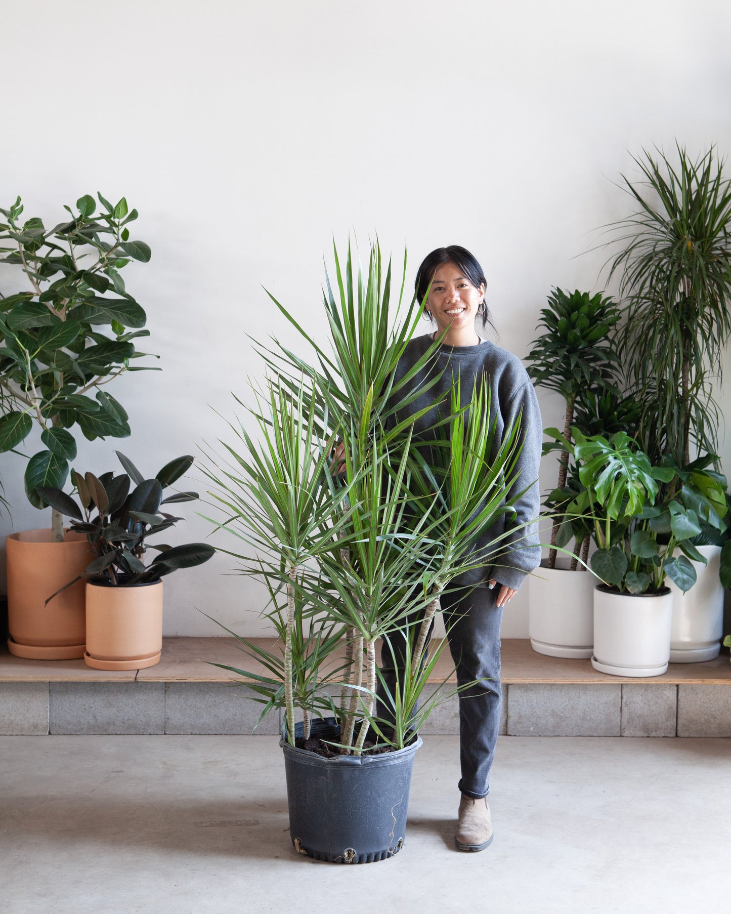 Staggered Dragon Tree: Dracaena marginata - 14 inch pot - 5.5-6 foot tall