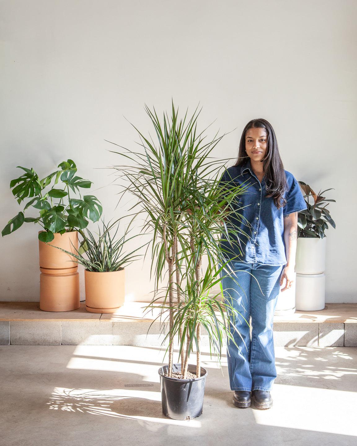 Cutback Staggered Dragon Tree: Dracaena marginata - 12 inch pot - 6 foot tall