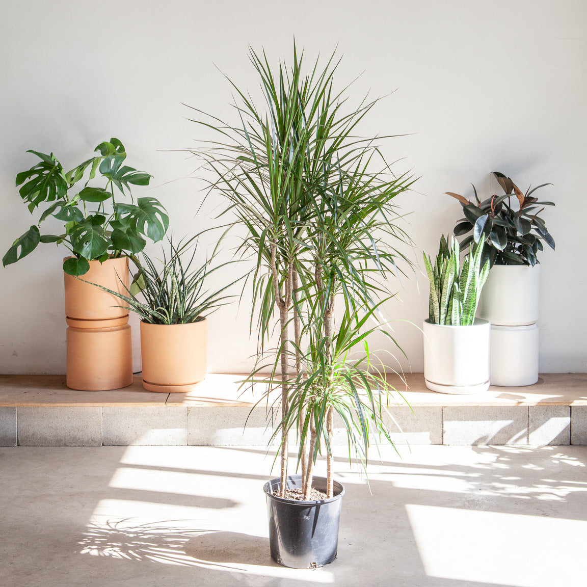 Cutback Staggered Dragon Tree: Dracaena marginata - 12 inch pot - 6 foot tall