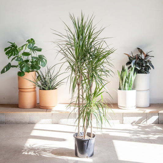 Cutback Staggered Dragon Tree: Dracaena marginata - 12 inch pot - 6 foot tall — indoor plant — indoor plant for sale by Promise Supply for delivery and pickup in Toronto.