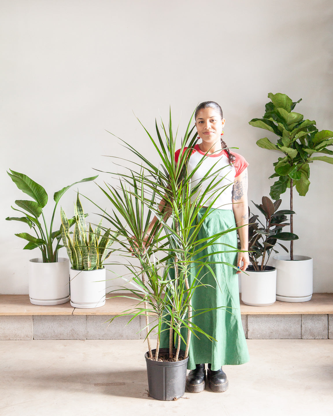 Staggered Dragon Tree: Dracaena marginata - 10 inch pot - 4-5 foot tall