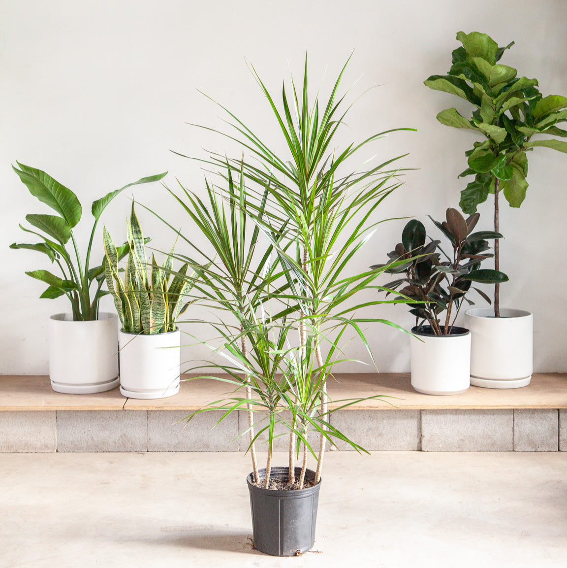 staggered dracaena marginata Staggered Dragon Tree: Marginata - 10" Pot