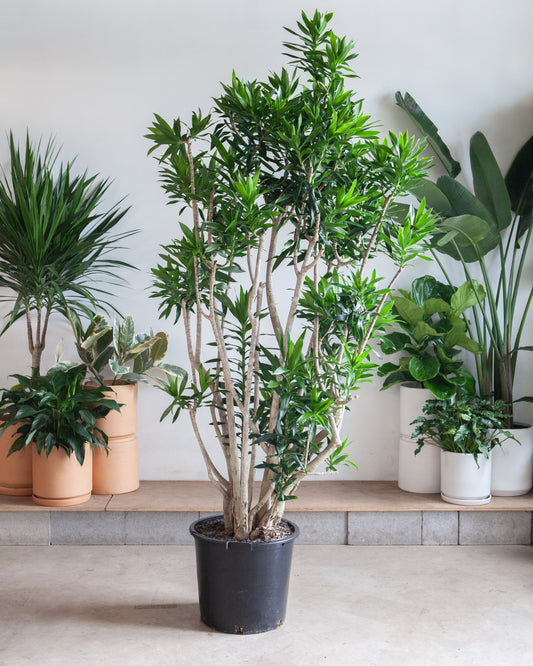 Pleomele: Dracaena reflexa - 21 inch pot - 8-9 foot tall — indoor plant — indoor plant for sale by Promise Supply for delivery and pickup in Toronto.