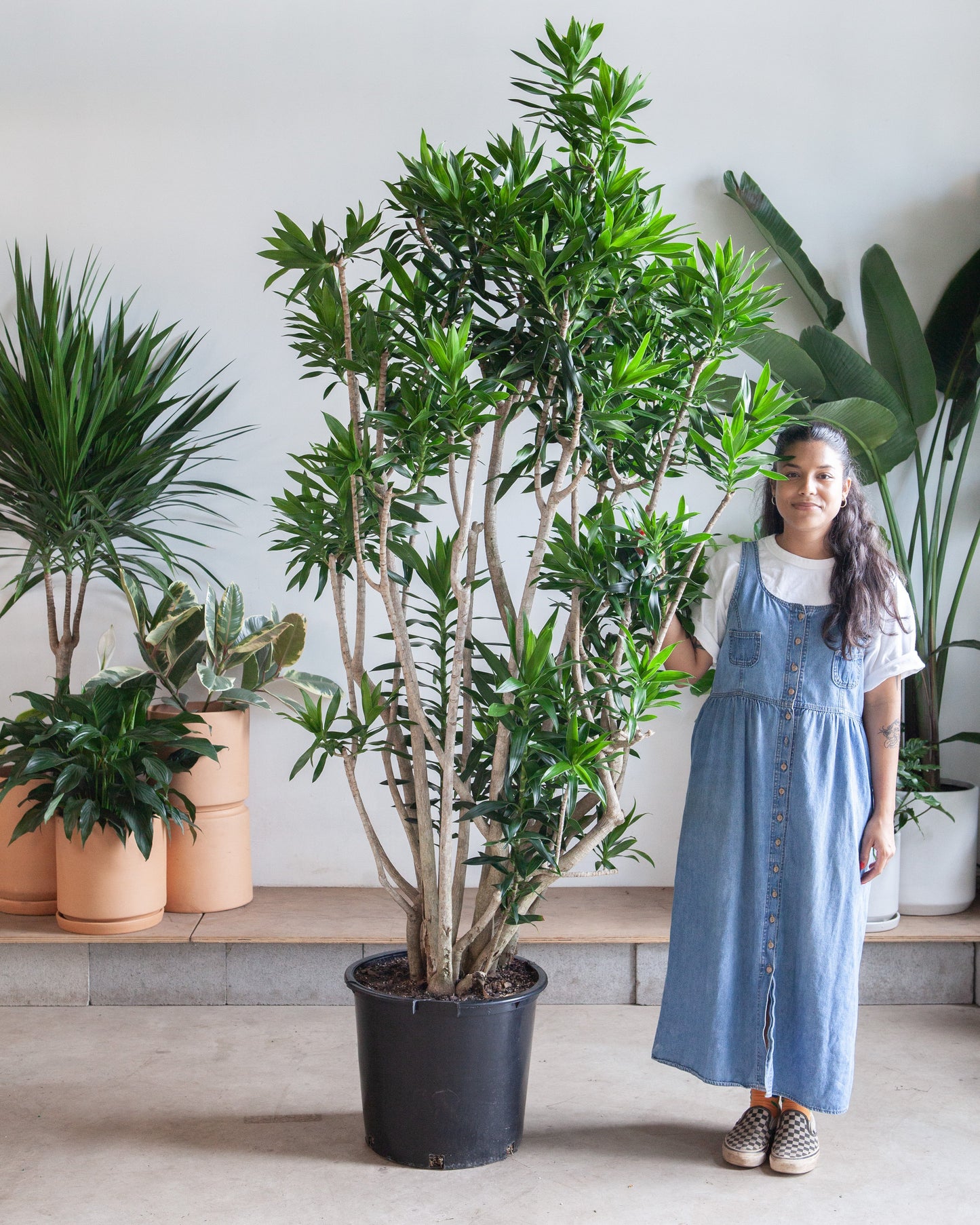 Pleomele: Dracaena reflexa - 21 inch pot - 8-9 foot tall