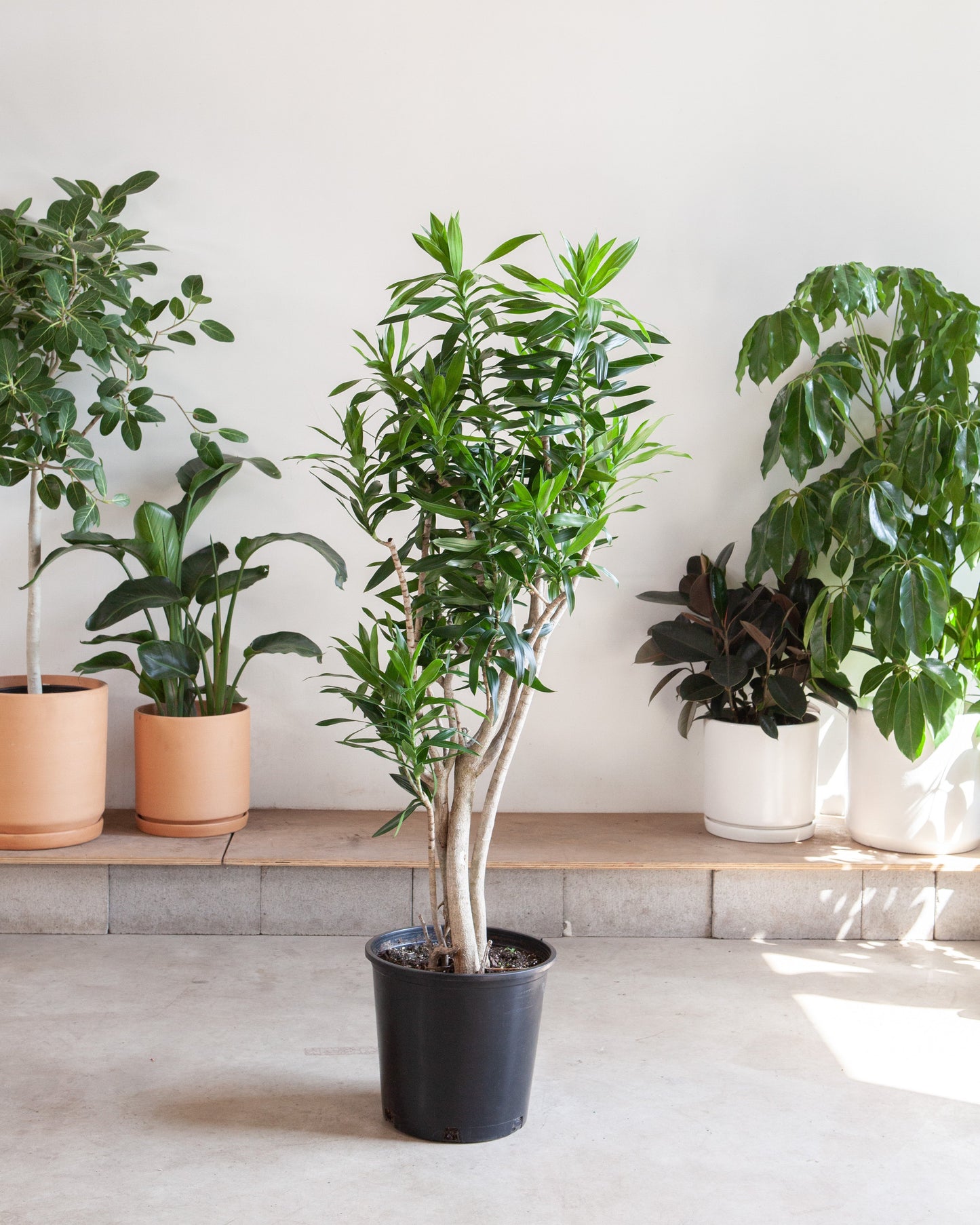 Pleomele: Dracaena reflexa - 14 inch pot - 5-6 foot tall