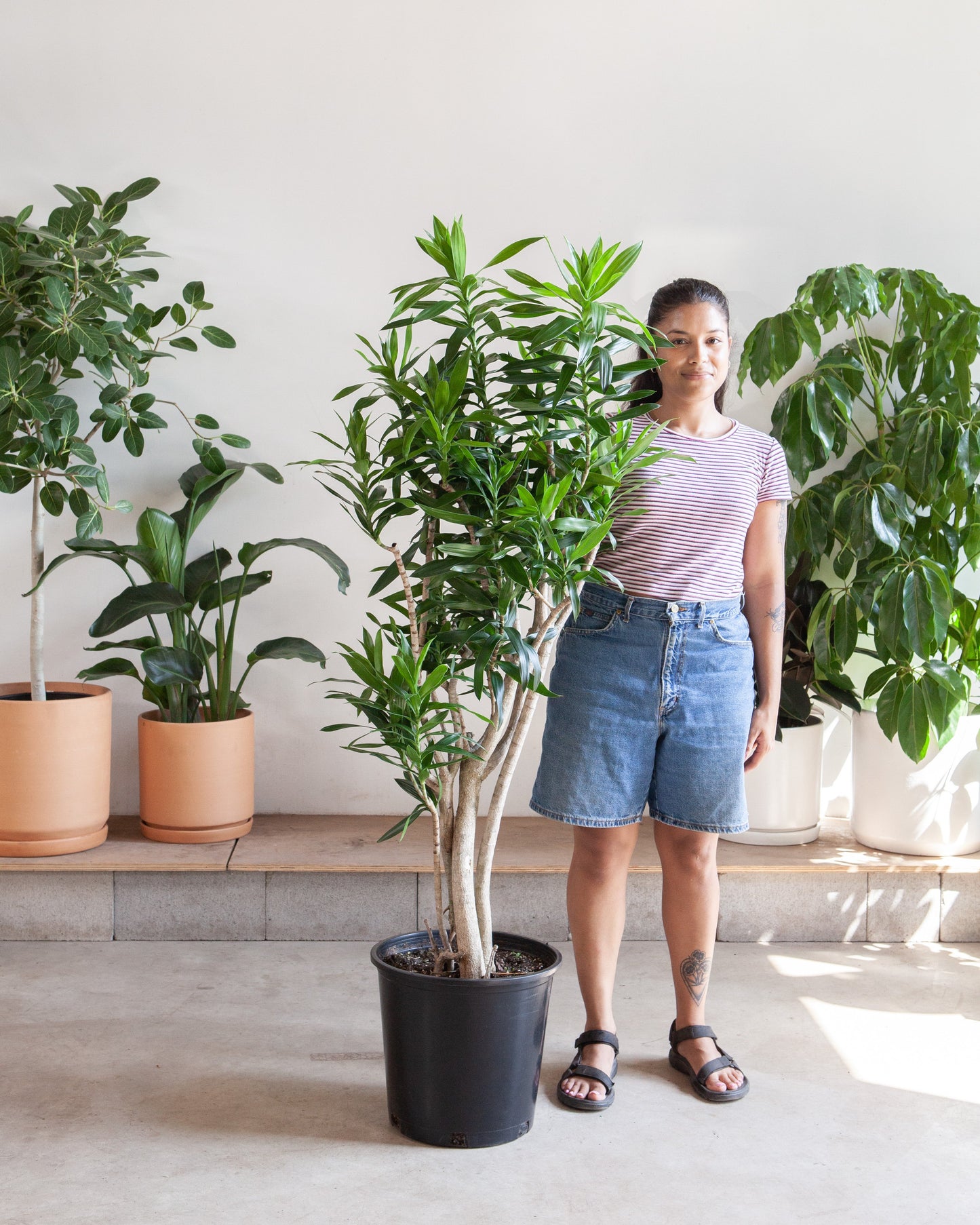 Pleomele: Dracaena reflexa - 14 inch pot - 5-6 foot tall