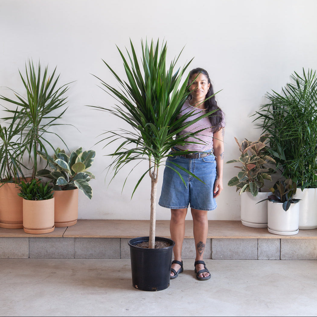 Person standing next to a large potted plant in a room with other plants.