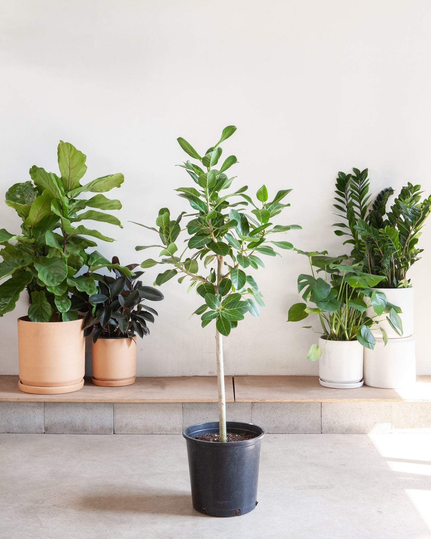 Ficus Audrey: Ficus benghalensis - 14 inch pot - 5-8 foot tall