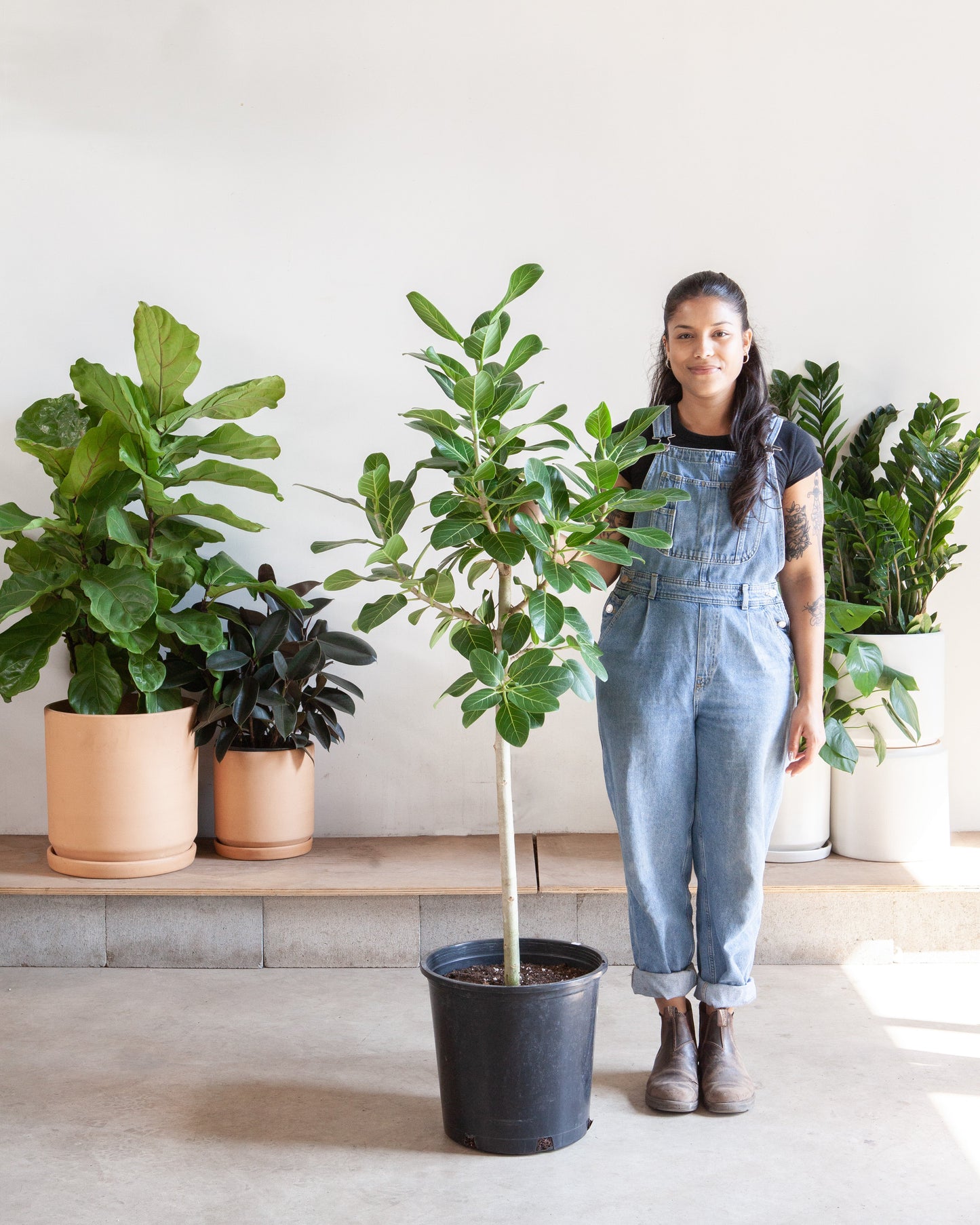 Ficus Audrey: Ficus benghalensis - 14 inch pot - 5-8 foot tall