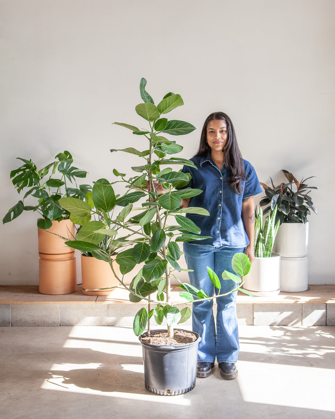 Ficus Audrey Column: Ficus benghalensis - 14 inch pot - 5-6 foot tall