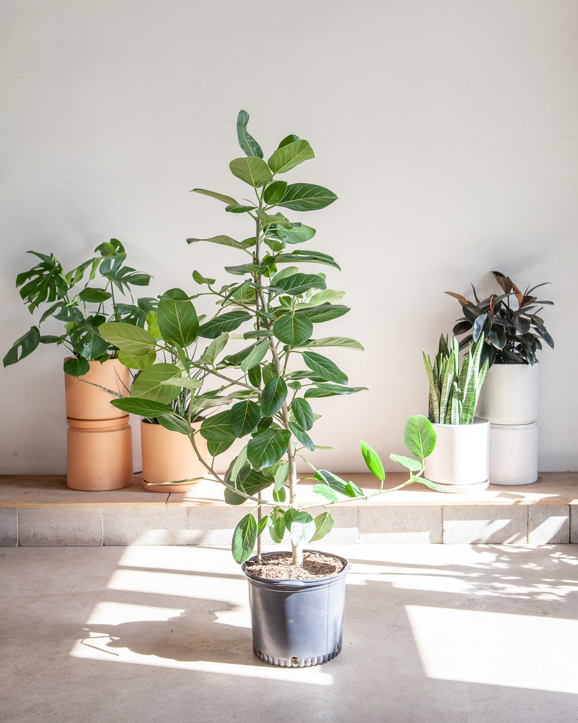 Ficus Audrey Column: Ficus benghalensis - 14 inch pot - 5-6 foot tall