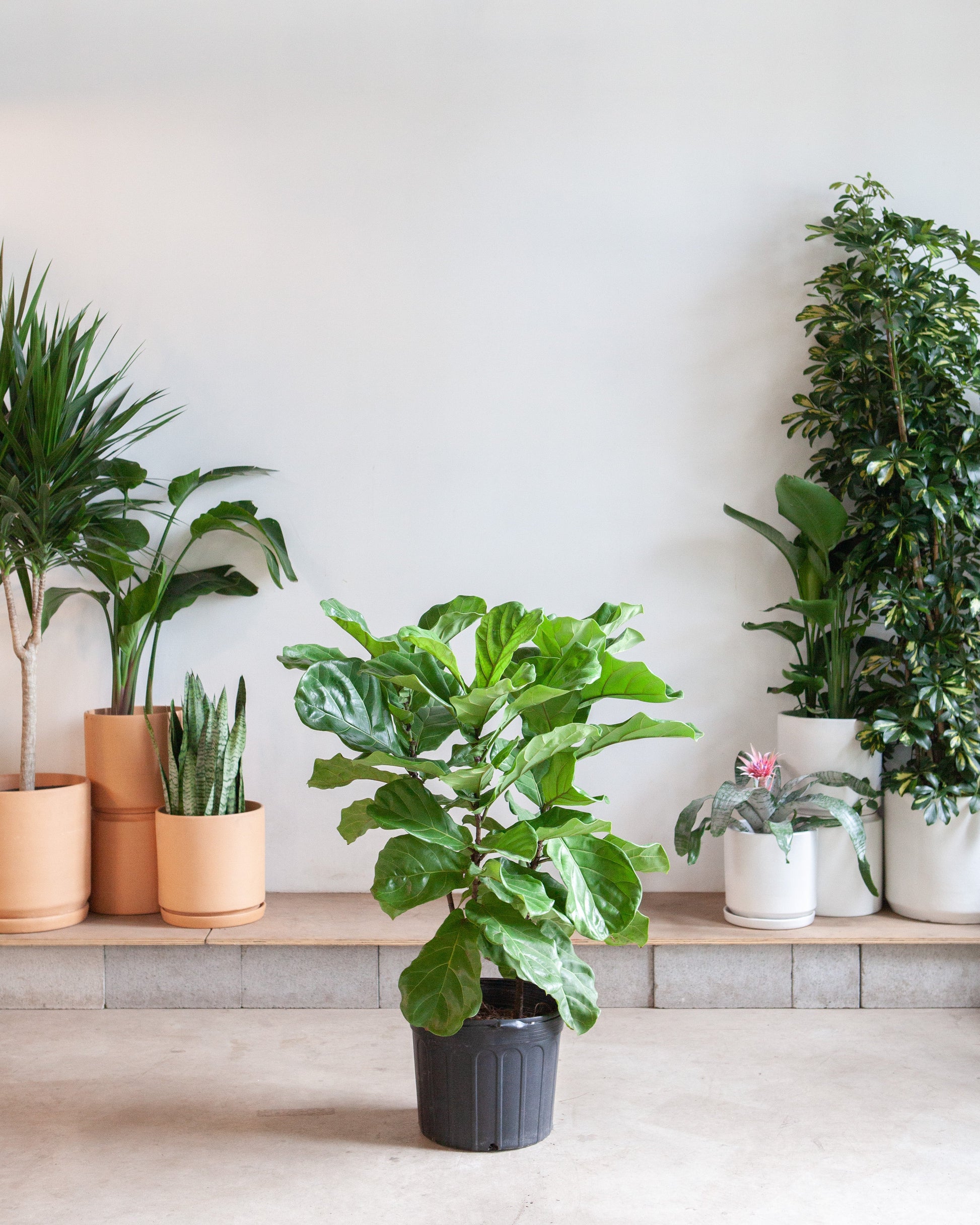 Fiddle Leaf Fig Bush: Ficus lyrata - 14 inch pot - 5-7 foot tall — indoor plant — indoor plant for sale by Promise Supply for delivery and pickup in Toronto.