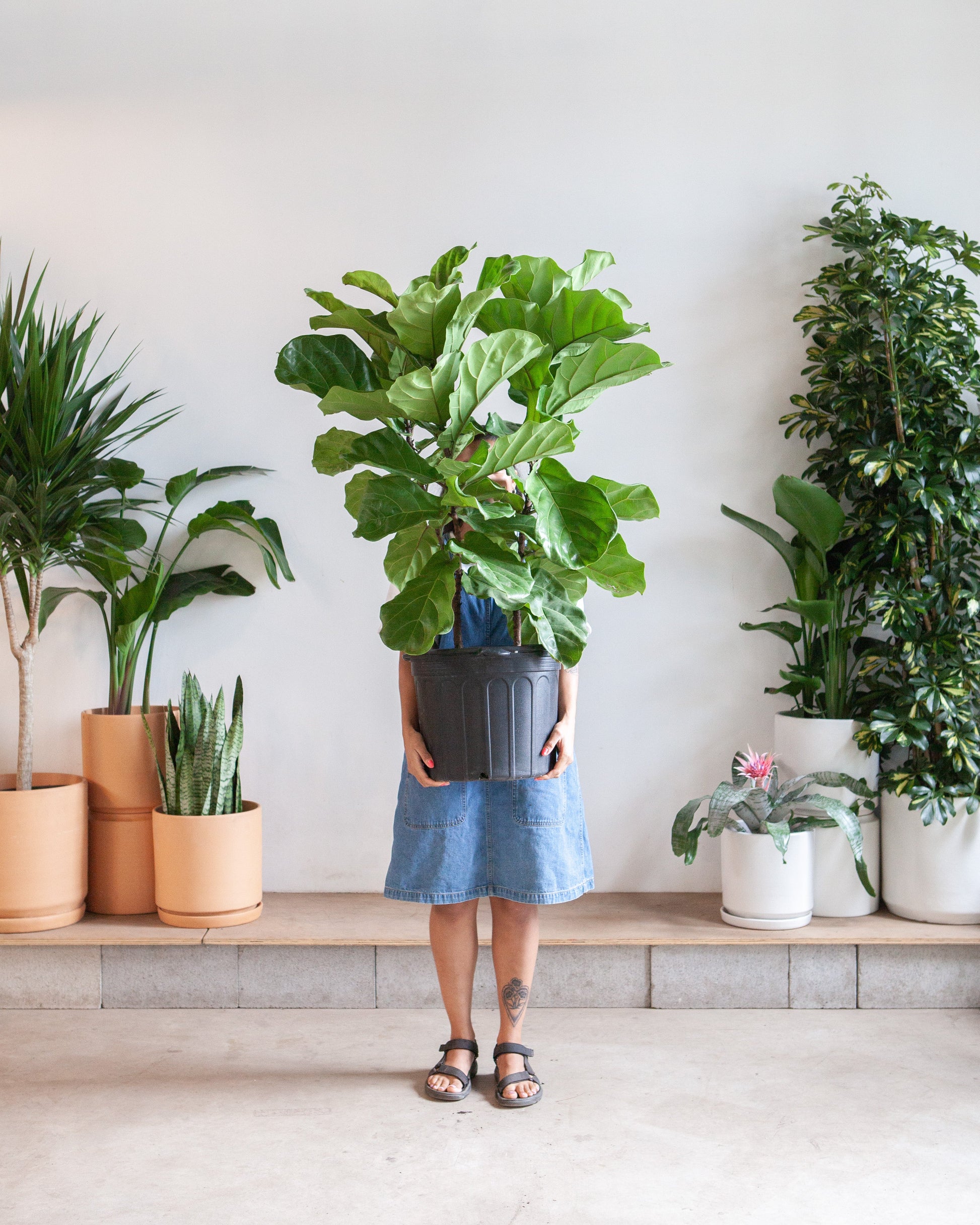 Fiddle Leaf Fig Bush: Ficus lyrata - 14 inch pot - 5-7 foot tall — indoor plant — indoor plant for sale by Promise Supply for delivery and pickup in Toronto.