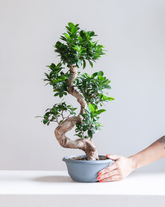 S Shape Ginseng Bonsai: Ficus retusa - 8 inch pot - 2 foot tall — indoor plant — indoor plant for sale by Promise Supply for delivery and pickup in Toronto.