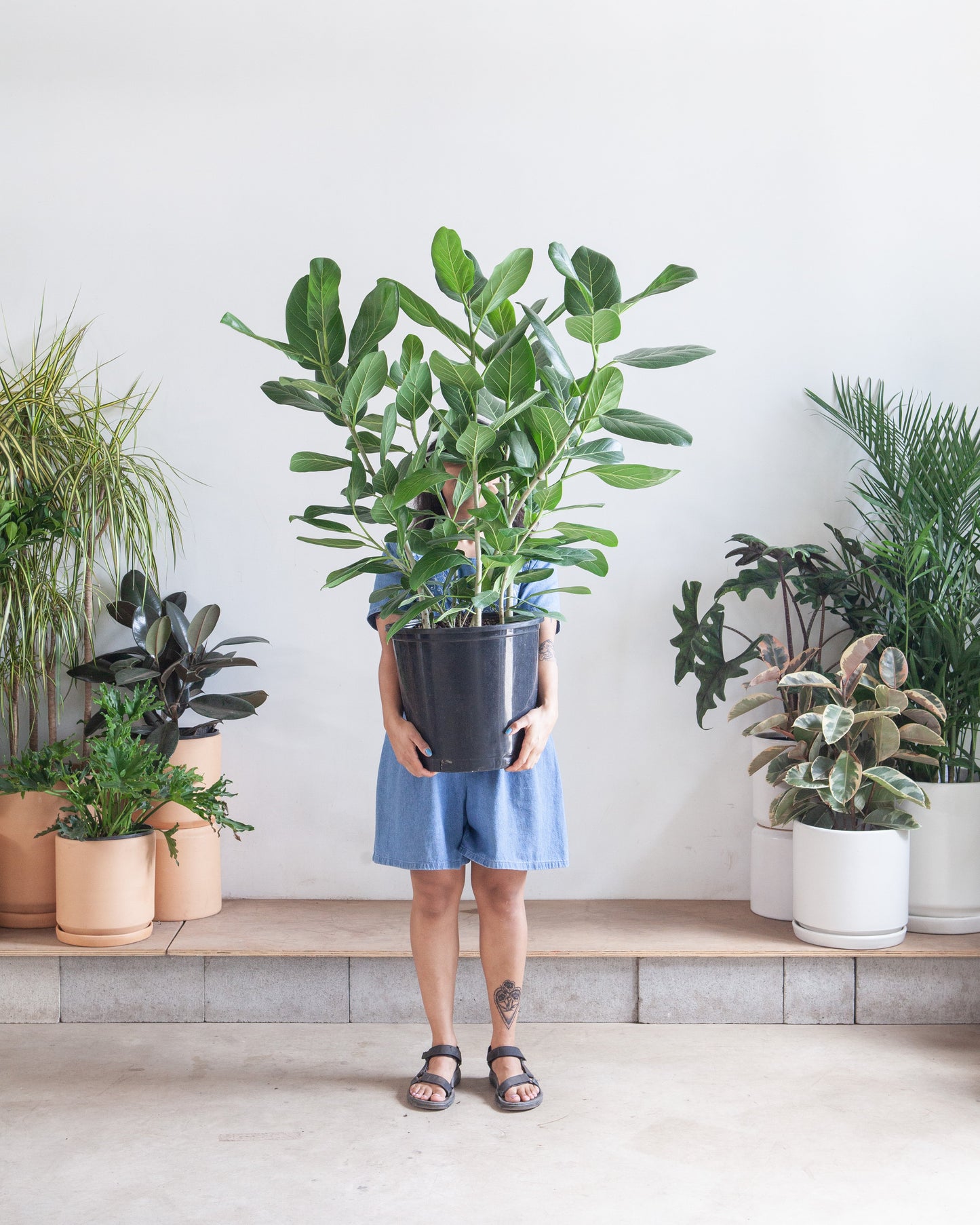 Ficus Audrey Bush: Ficus benghalensis - 14 inch pot - 3-5 foot tall — indoor plant — indoor plant for sale by Promise Supply for delivery and pickup in Toronto.