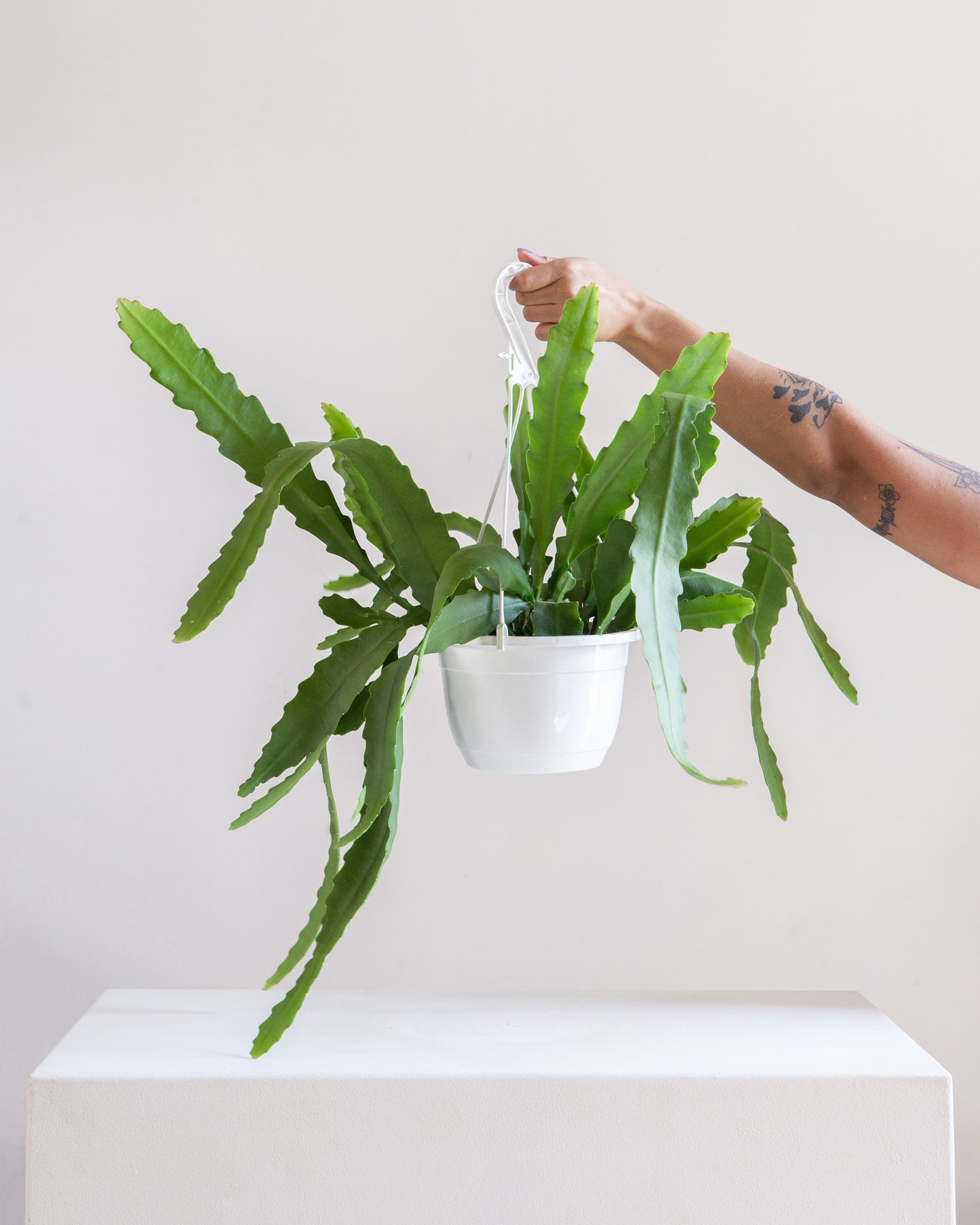 Orchid Cactus: Disocactus ackermannii - 8 inch hanging basket — indoor plant — indoor plant for sale by Promise Supply for delivery and pickup in Toronto.
