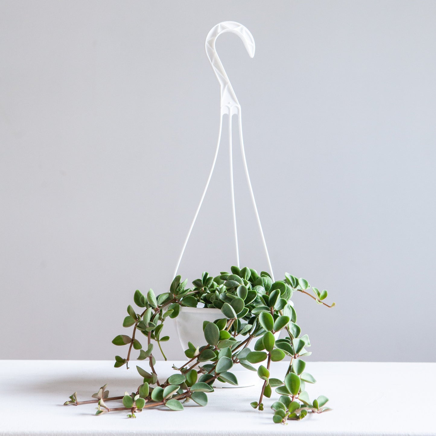 Peperomia Hope: Peperomia perciliata - 8 inch hanging basket