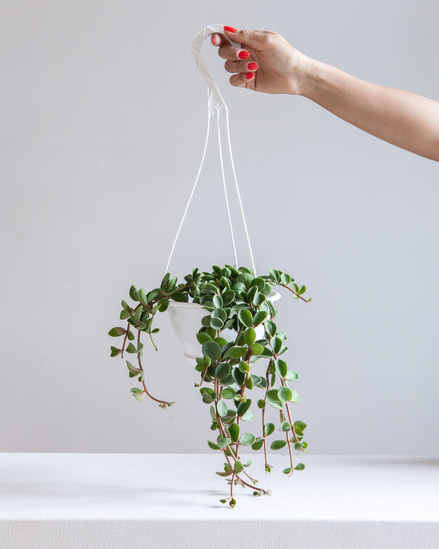 Peperomia Hope: Peperomia perciliata - 8 inch hanging basket