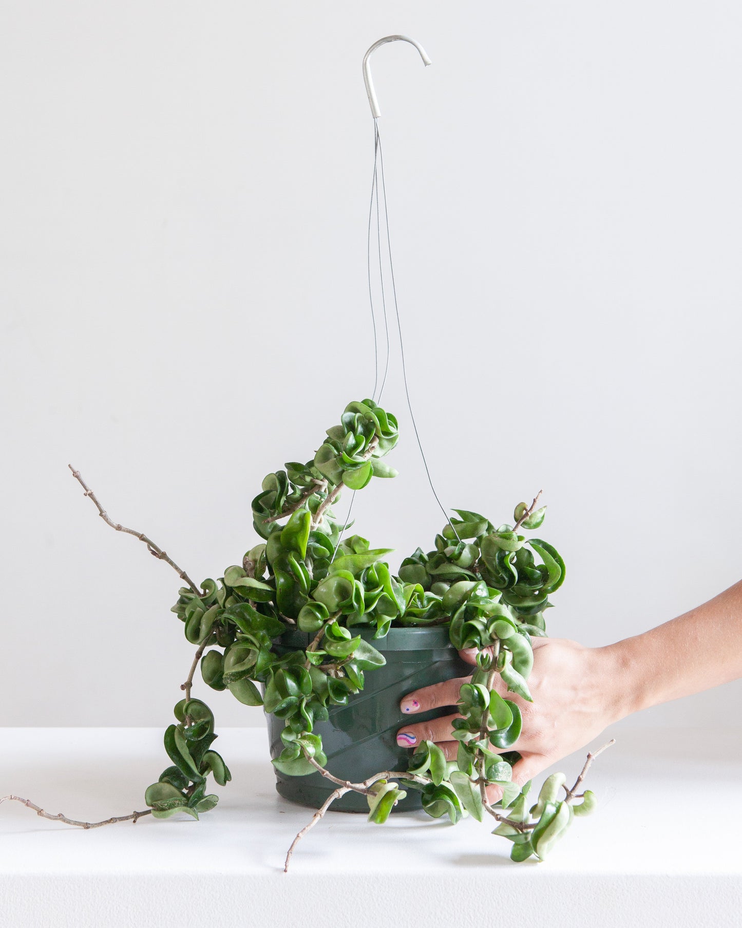 Hindu Rope: Hoya carnosa 'Compacta' - 10 inch hanging basket — indoor plant — indoor plant for sale by Promise Supply for delivery and pickup in Toronto.
