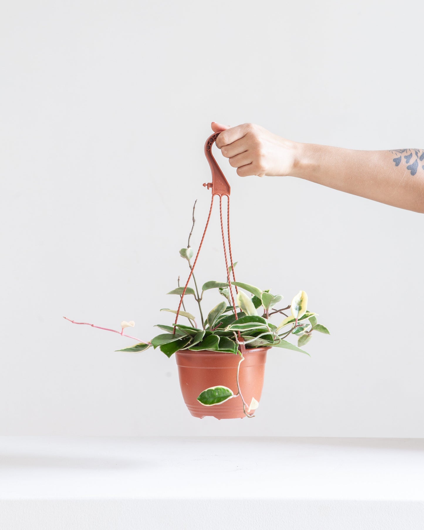 Krimson Queen Wax Plant: Hoya carnosa - 6 inch hanging basket