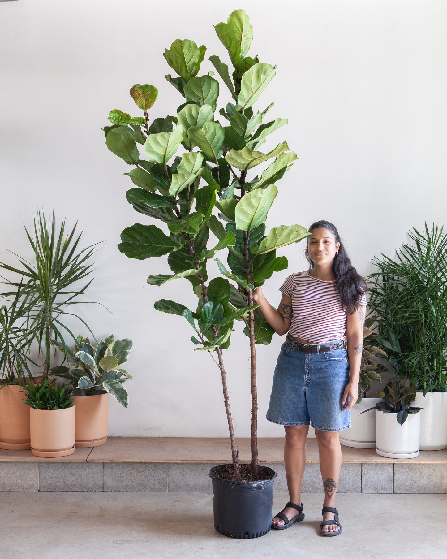 Fiddle Leaf Fig Multi-Stem: Ficus lyrata - 14 inch pot - 8 foot tall