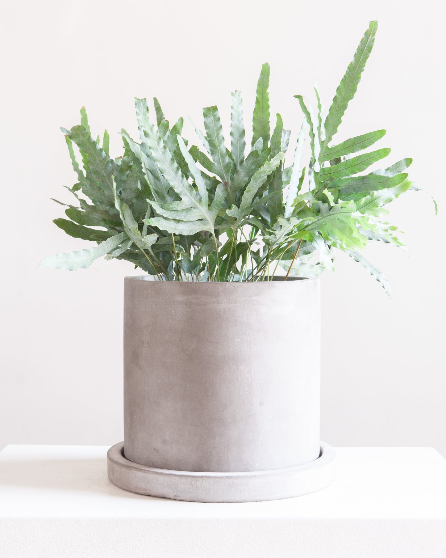 Marta Gray Concrete Planter with Drainage and Tray | 10 inch Nursery Pot