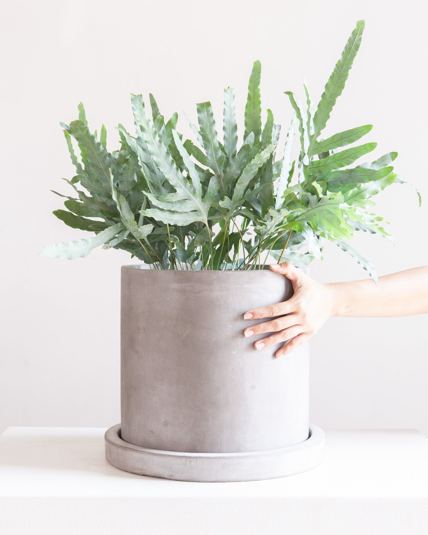 Marta Gray Concrete Planter with Drainage and Tray | 10 inch Nursery Pot