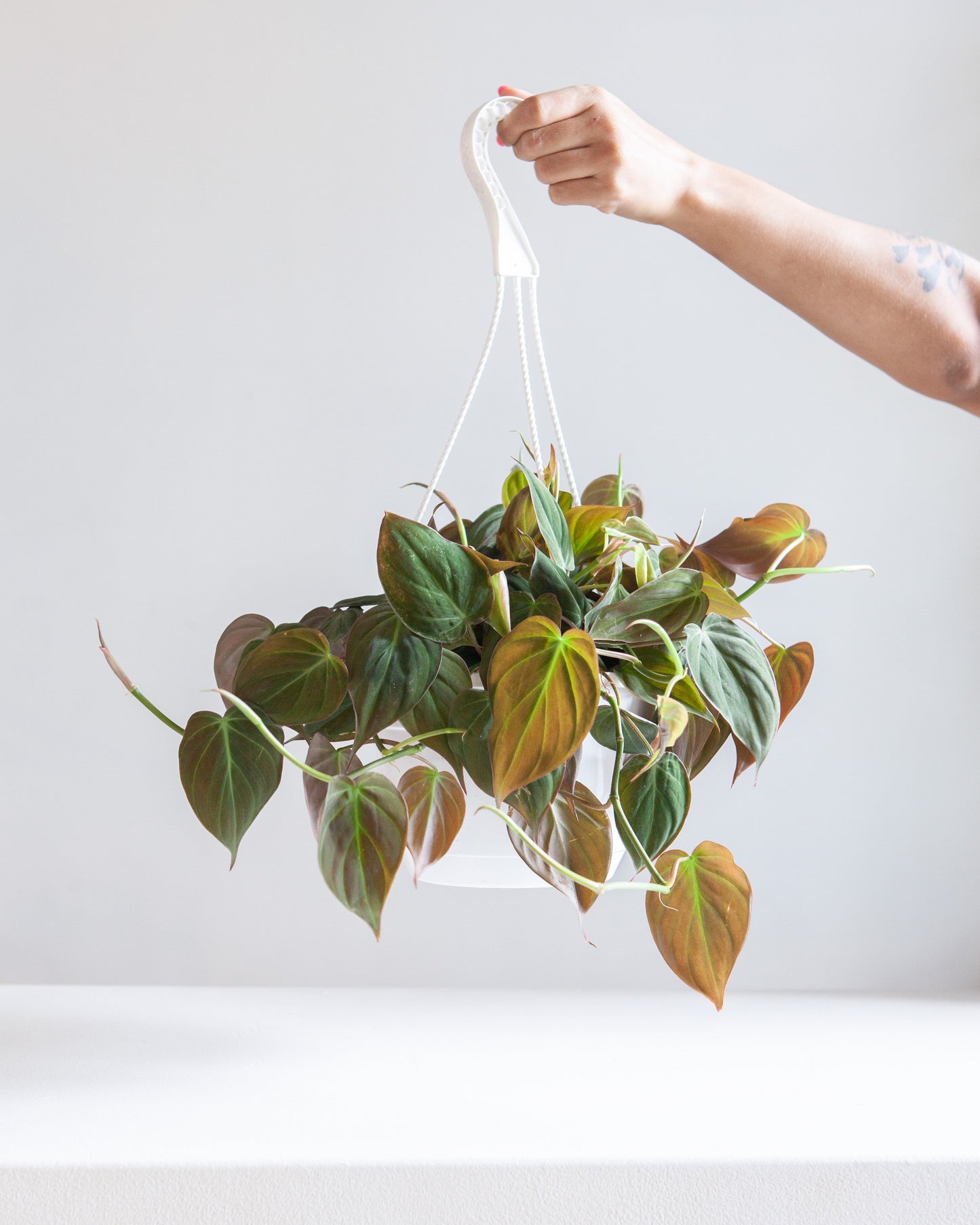 Velvet Leaf: Philodendron micans - 8 inch hanging basket — indoor plant — indoor plant for sale by Promise Supply for delivery and pickup in Toronto.