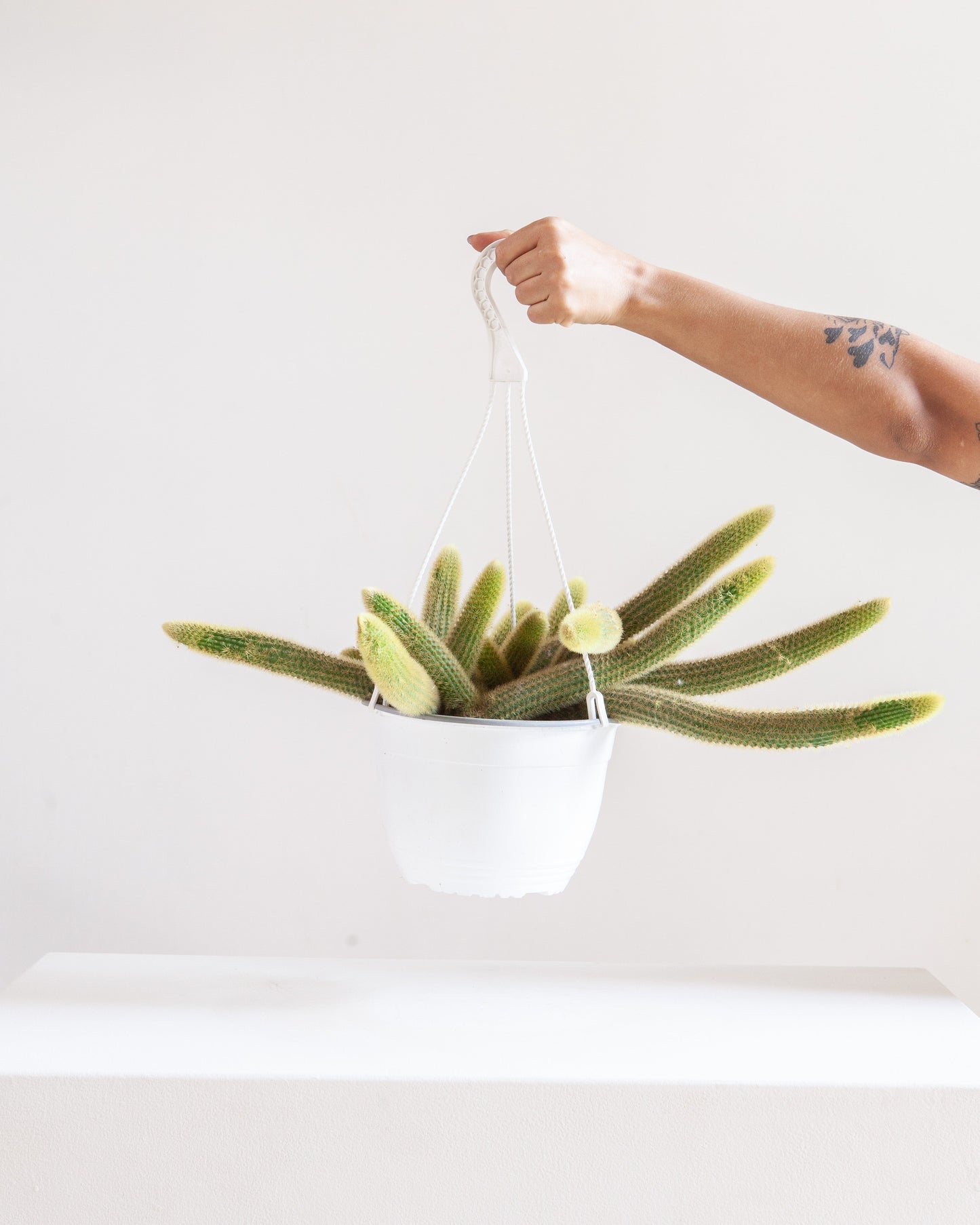 Monkey Tail Cactus: Cleistocactus colademononis - 8 inch hanging basket