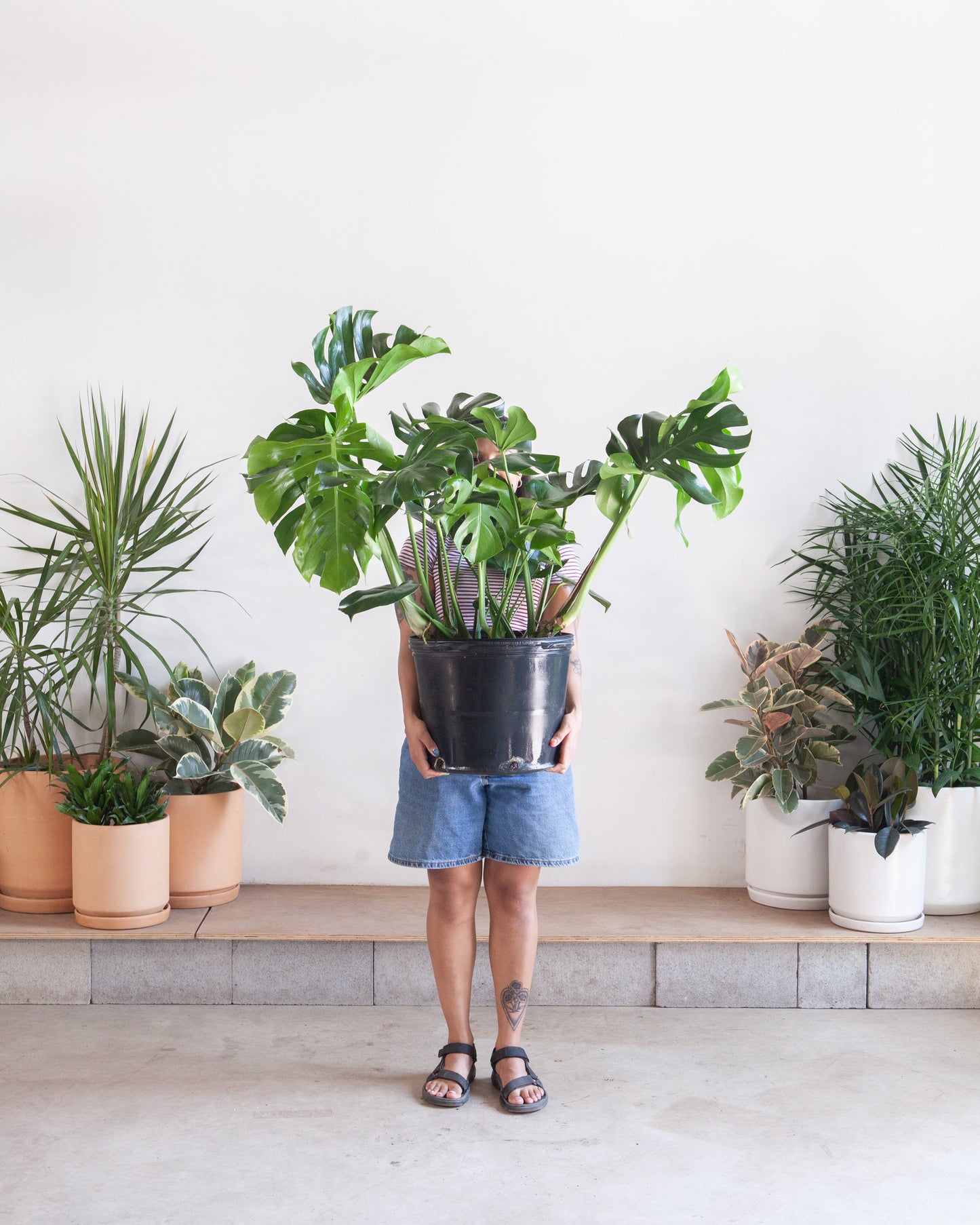 Swiss Cheese Plant: Monstera deliciosa - 14 inch pot - 3-4 foot tall