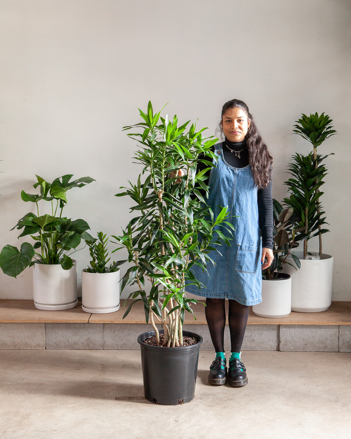 Pleomele: Dracaena reflexa - 14 inch pot - 5-6 foot tall