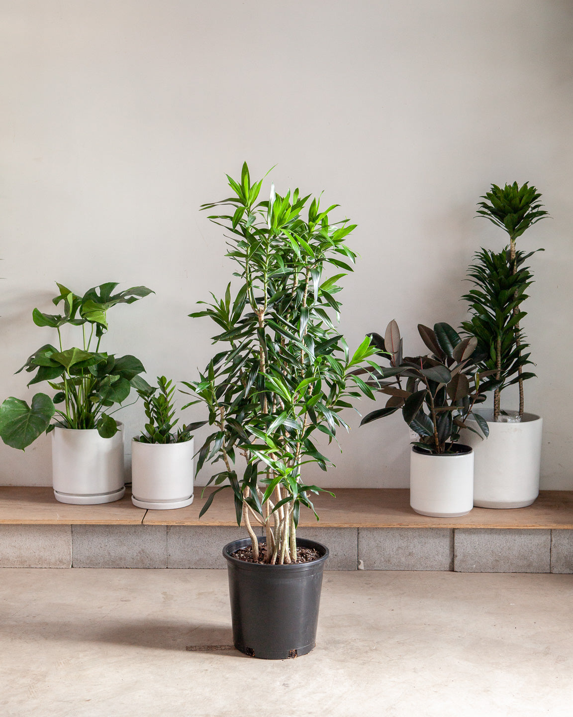 Pleomele: Dracaena reflexa - 14 inch pot - 5-6 foot tall
