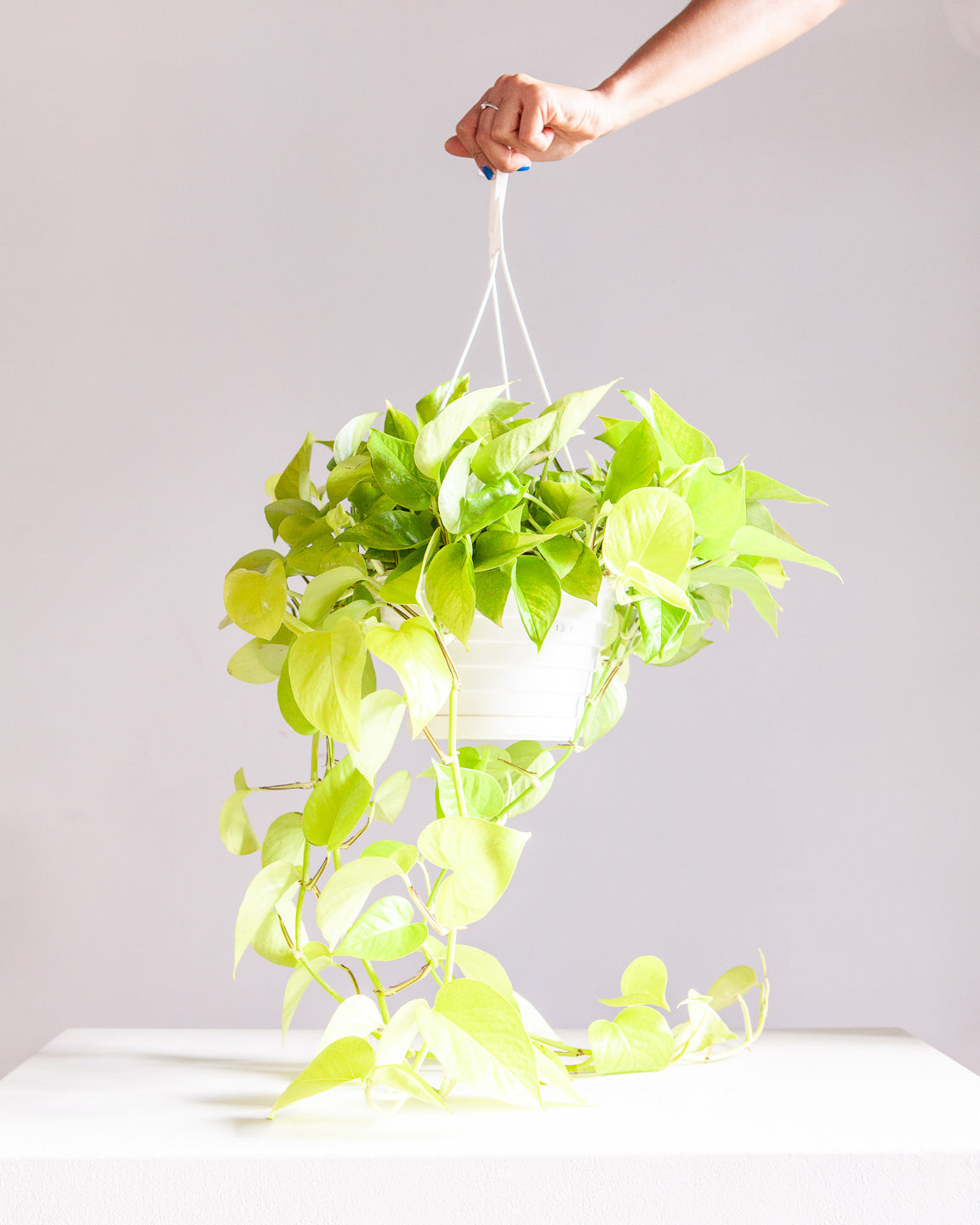 Neon Pothos: Epipremnum aureum - 8 inch hanging basket — plant in pot — indoor plant for sale by Promise Supply for delivery and pickup in Toronto.