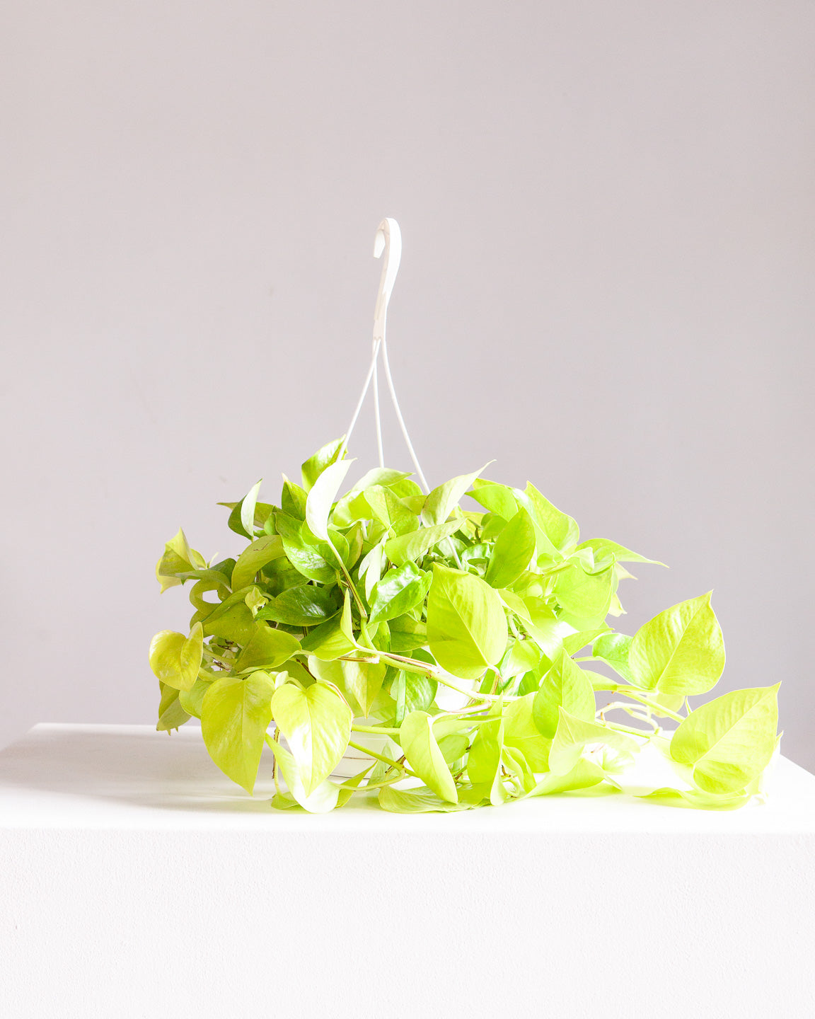 Neon Pothos: Epipremnum aureum - 8 inch hanging basket — plant in pot — indoor plant for sale by Promise Supply for delivery and pickup in Toronto.
