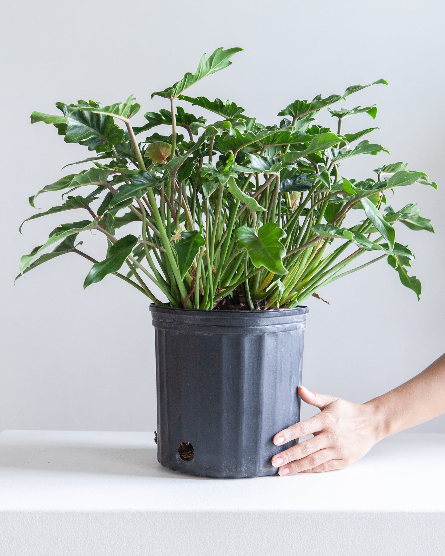 Winterbourn: Philodendron xanadu - 10 inch pot - 2 foot tall