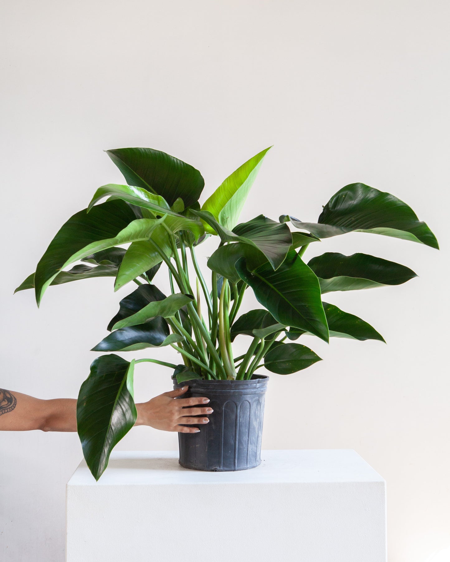 Green Congo: Philodendron hederaceum - 10 inch pot — indoor plant — indoor plant for sale by Promise Supply for delivery and pickup in Toronto.