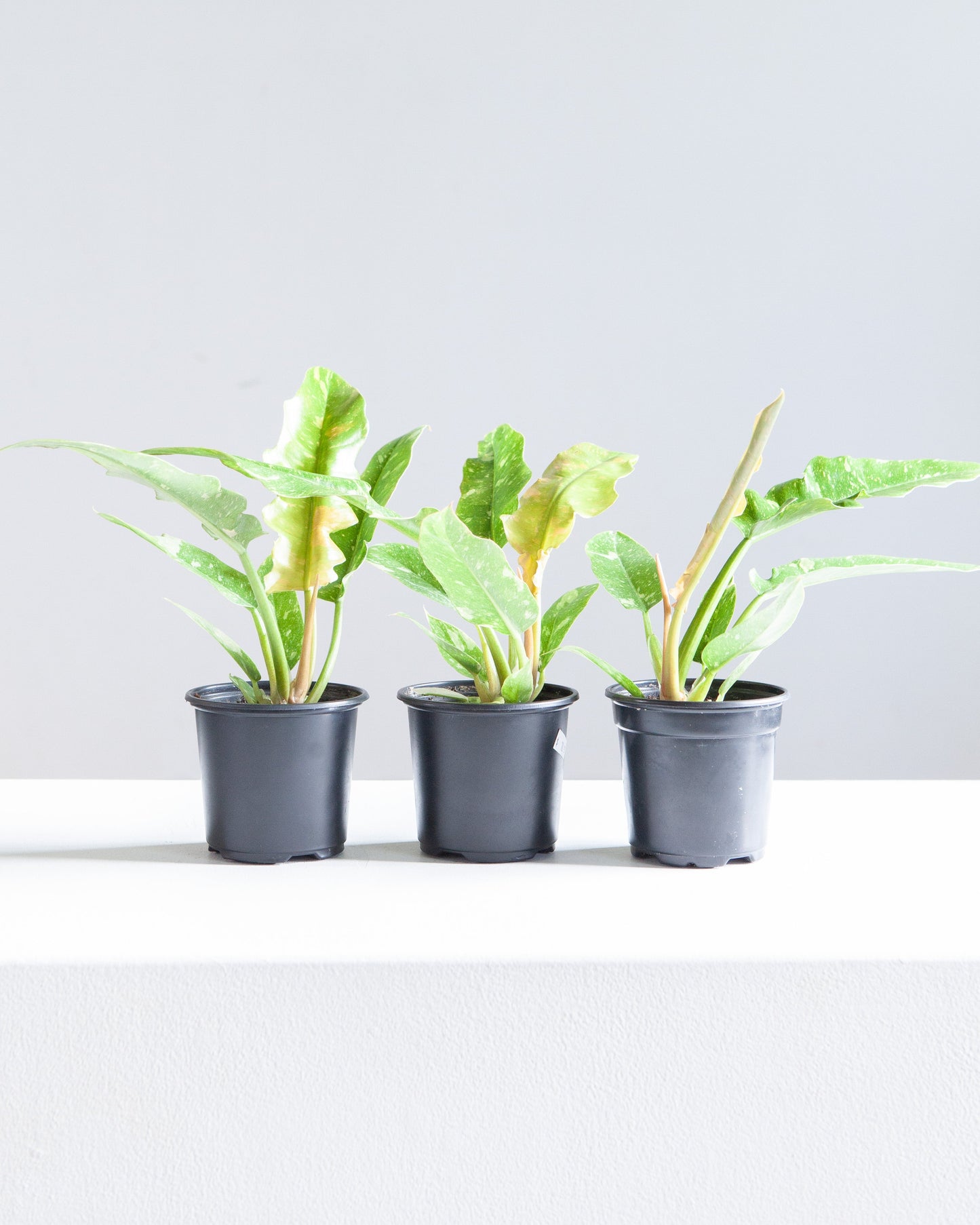 Ring of Fire: Philodendron ssp - 4 inch pot