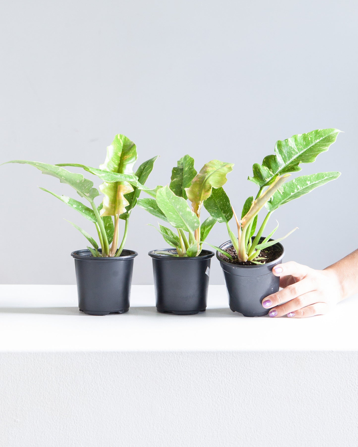 Ring of Fire: Philodendron ssp - 4 inch pot