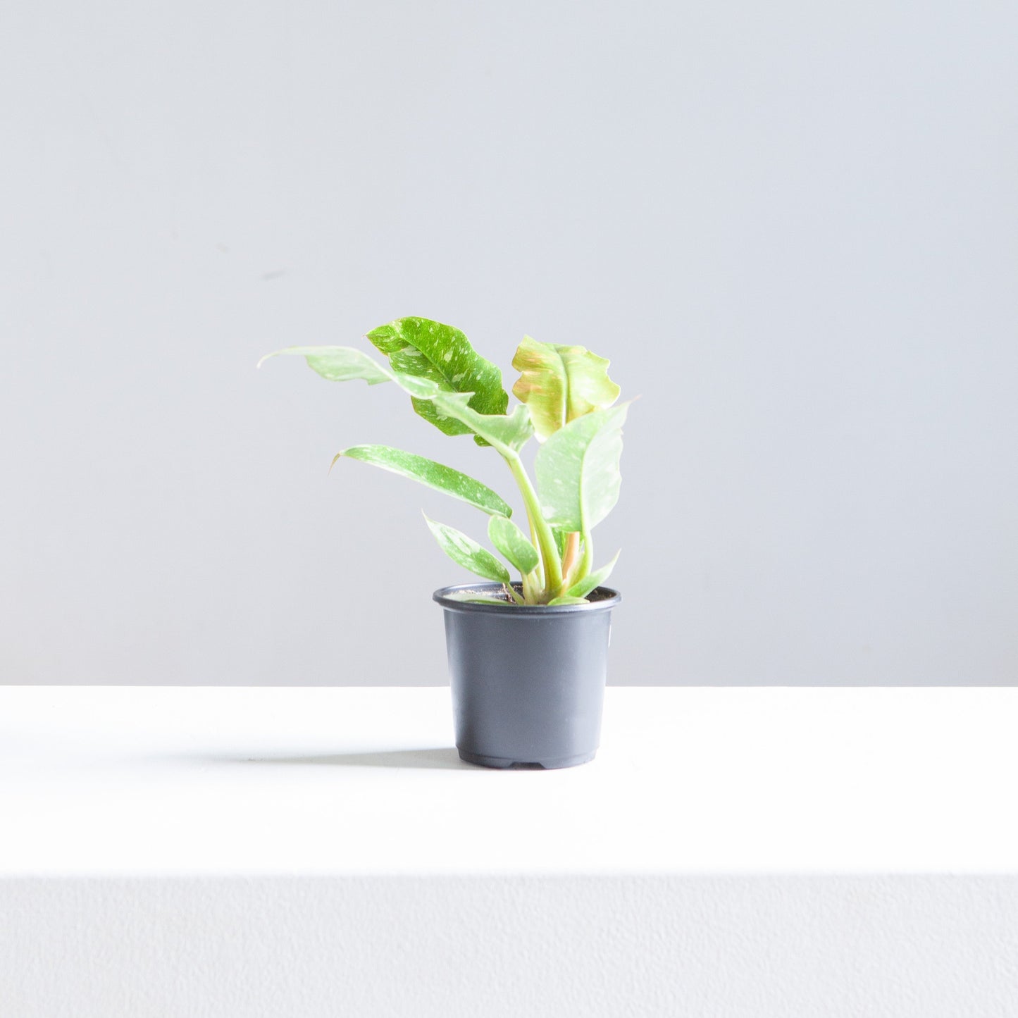 Ring of Fire: Philodendron ssp - 4 inch pot
