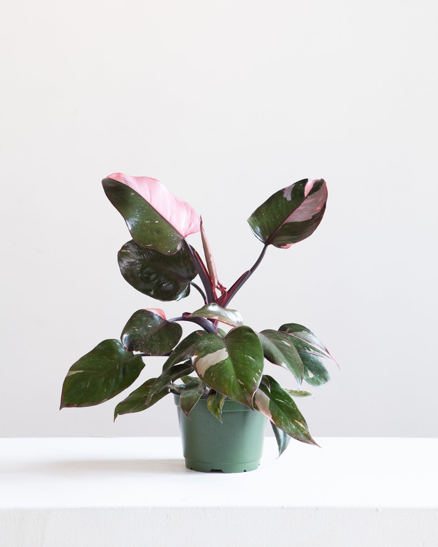 Pink Princess: Philodendron erubescens - 6 inch pot