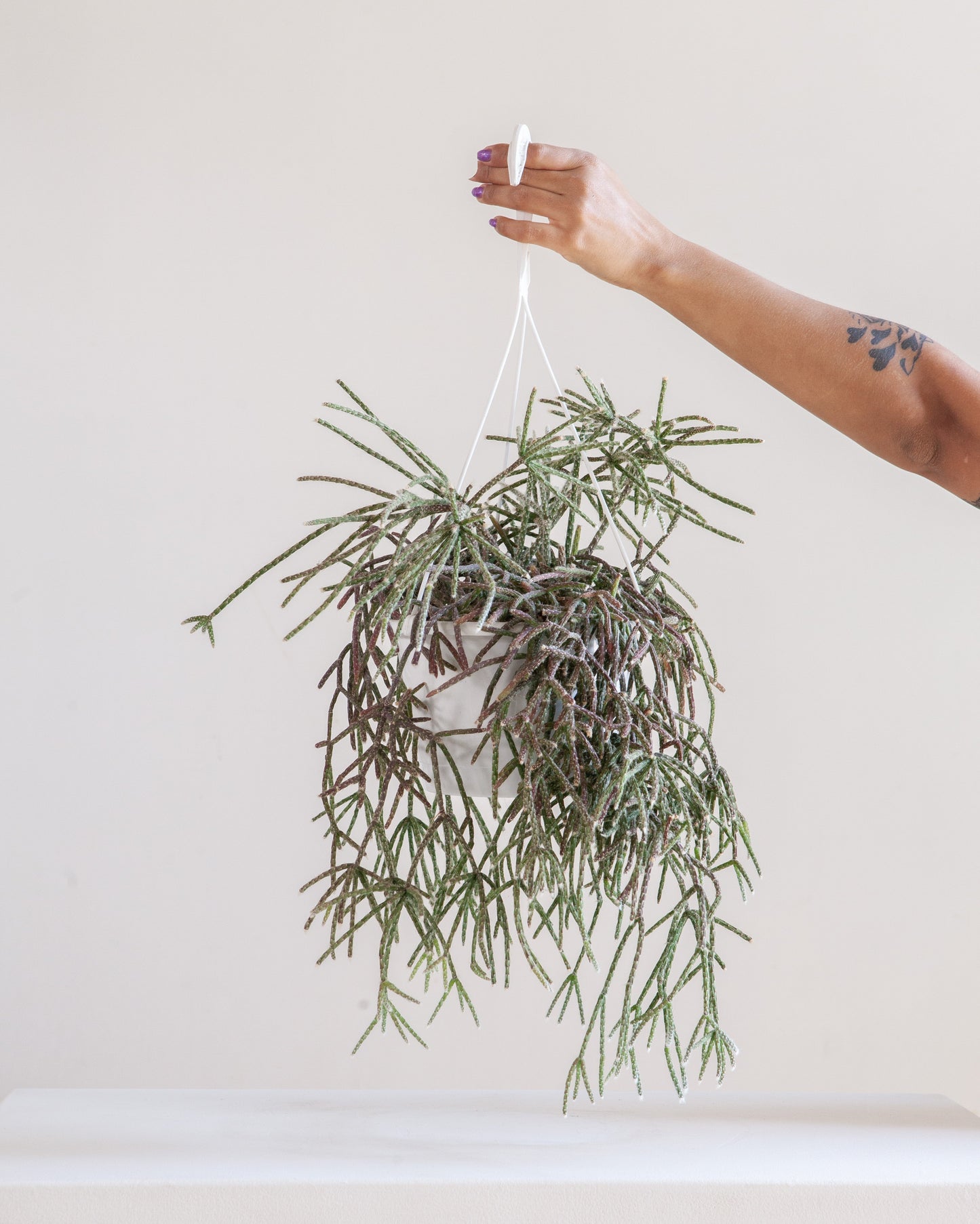 Mistletoe Cactus: Rhipsalis baccifera - 8 inch hanging basket