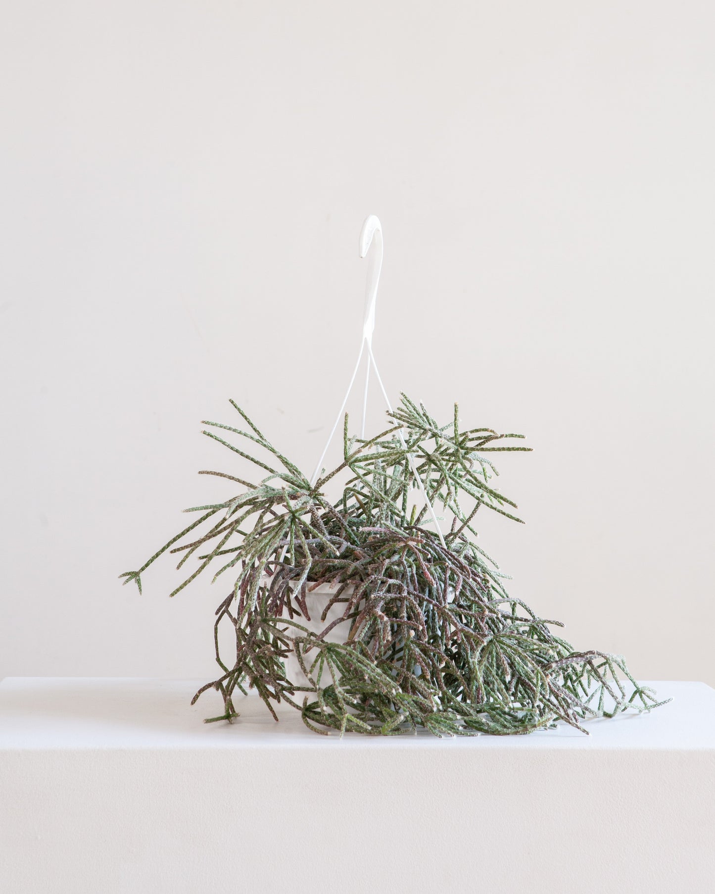 Mistletoe Cactus: Rhipsalis baccifera - 8 inch hanging basket