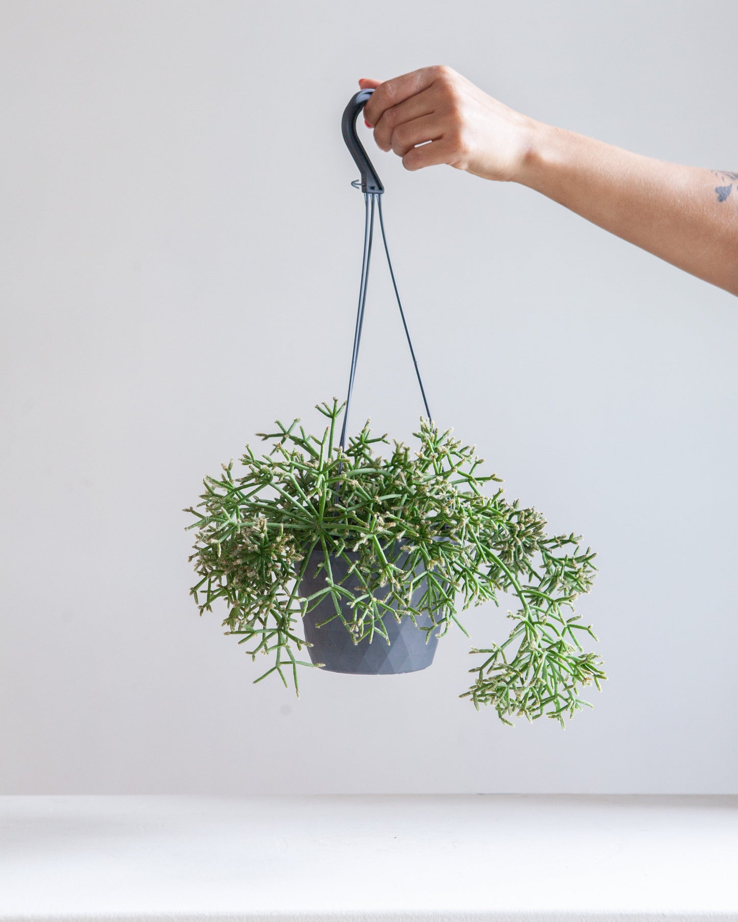 Trailing Cactus: Rhipsalis - 8 inch hanging basket