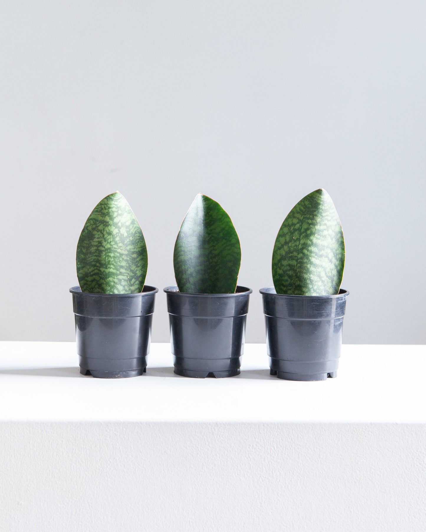Whale Fin Snake Plant: Sansevieria masoniana - 4 inch pot — indoor plant — indoor plant for sale by Promise Supply for delivery and pickup in Toronto.